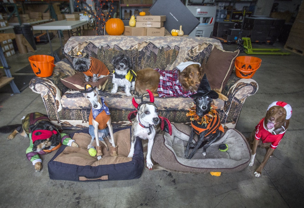 Howl-O-Ween: What a Dog Photo Shoot REALLY Looks Like – Outpost